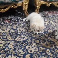 توله های پامر