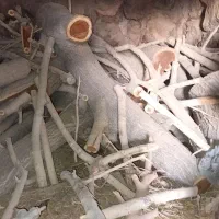 فروش کنده توت