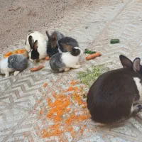 خرگوش کوچولو
