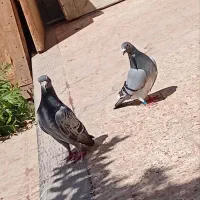 یک جفت پلاکی و یک عدد ماده