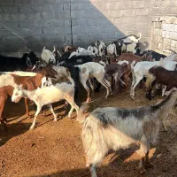 ۶۵عدد بز سومالی محلی