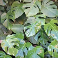 گل های آپارتمانی|گل و گیاه طبیعی|رودبنه, |دیوار