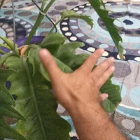 گل فیلودندرون بزرگ|گل و گیاه طبیعی|تهران, صفا|دیوار