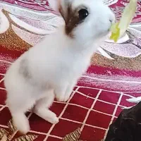 خرگوش خانگی