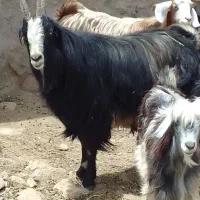 سابرین تگه