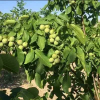 انواع ارقام نهال گردو و بادام و صنوبر فروشی|خدمات باغبانی و درختکاری|اردبیل, |دیوار