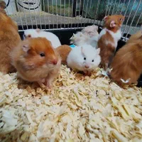 فروش همستر های بازیگوش|موش و خرگوش|بوشهر, |دیوار