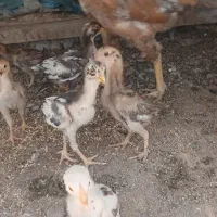 مرغ خروس لاری
