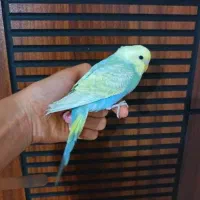 4 عدد مرغ عشق رینبو رام رنگ خاص|پرنده|پاکدشت, پاکدشت (مامازند)|دیوار