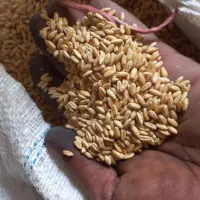 گندم اذر 2 ،تمیز  بذری ، دیم کیلو 31