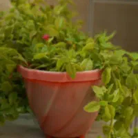 کودکبوتر