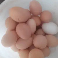 تخم مرغ نطفه دار تضمینی..وبدون نطفه خوراکی