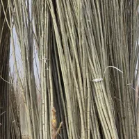 فروش نهال صنوبر پر قدرت