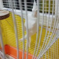 عروس سخنگو نر