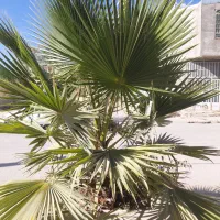 درختچه‌های تزئینی یا نخل ۲ عدد|گل و گیاه طبیعی|یاسوج, |دیوار