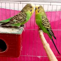 مرغ عشق|پرنده|گنبکی, |دیوار