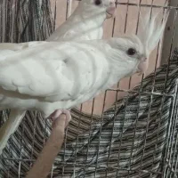 عروس هلندی|پرنده|فاضل آباد, |دیوار