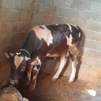 دو عدد گوساله میداود میباشن