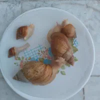 حلزون برای پوستی صاف وزیبا|آرایشی، بهداشتی، درمانی|کنگاور, |دیوار