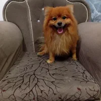 واگذاری سگ پامر یا پامرین نر|سگ|آکند, |دیوار