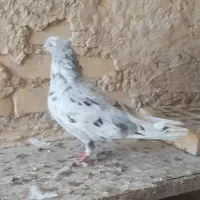 پرنده کبوتر دمسفید سینیی|پرنده|شوشتر, |دیوار