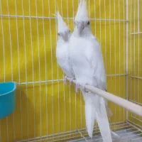 عروس هلندی آلبینو چشم شرابی