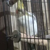 عروس هلندی نر