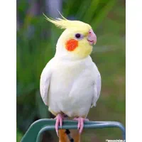 عروس هلندی گمشده