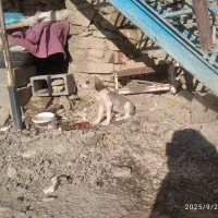 تازی|سگ|کلاترزان, |دیوار