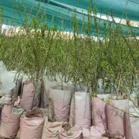 بزرگترین نهالستان انواع نهال بادام گلدانی دیرگل