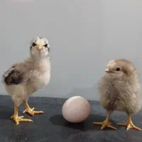 جوجه مرغ ۱۰ روزه ۷۰