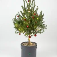 درخت کاج نوئل طبیعی کریسمس