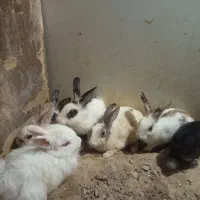 هشت عدد خرگوش برای فروش
