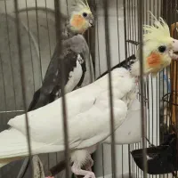 عروس هلندی نرو ماده مولد کار داده