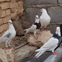 تعدادی کفتر طوقی وهومر وپلاکی هرکدام ۳۰۰|پرنده|بافق, |دیوار