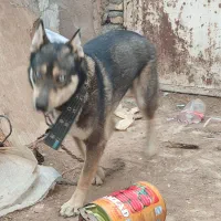 سگ هاسکی خانگی|سگ|حمیدیه, |دیوار