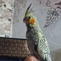 عروس هلندی