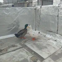 اردک(سونه)|حیوانات مزرعه|جوانرود, |دیوار