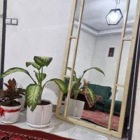 آینه قدی چوبی|آینه|تهران, سلسبیل شمالی|دیوار