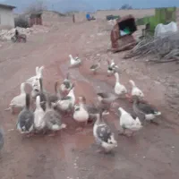 غازجوان وچاق