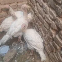 بوقلمون
