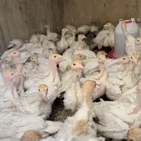 جوجه بوقلمون بیوتی یک ماهه|حیوانات مزرعه|تهران, شهران شمالی|دیوار