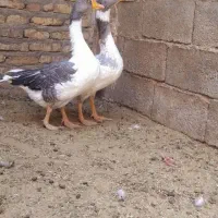 یک جفت غاز نر وماده|حیوانات مزرعه|تربت جام, جامرود|دیوار