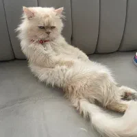 گربه|گربه|قزوین, |دیوار