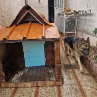 لانه سگ دو در جلو و عقب