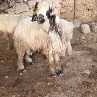 گوسفند فروشی|حیوانات مزرعه|گتوند, |دیوار