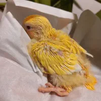 طوطی برزیلی اوپال کله نارنجی|پرنده|اهواز, کوی منابع طبیعی|دیوار