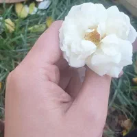 کدبرنامه ی میلی برای طلا.