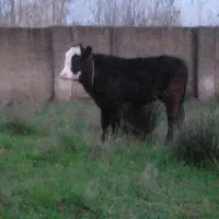 سلام یک عدد لیشه چالوسی|حیوانات مزرعه|خشکبیجار, |دیوار