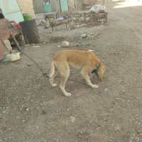 یک عدد سگ سرابی افغان